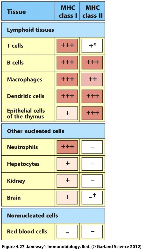 Refresher: helper vs cytotoxic T cells MHC Class I expressed on all nucleated cells MHC-I/peptide : CD8 T cell: T cell usually kills target MHC Class II expressed on specialized antigen-presenting
