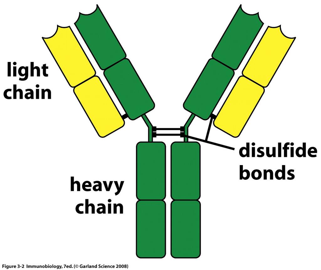 Antibody Structure C terminus Disulfide bonds