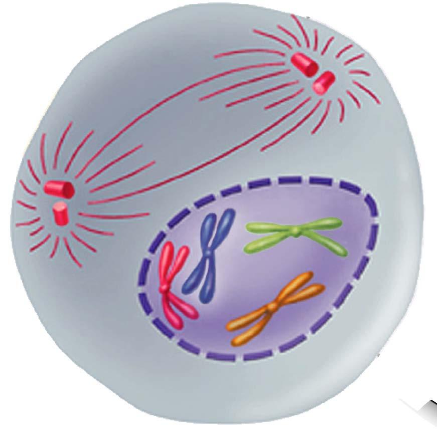 Mitosis Chromatin condenses into chromosomes.