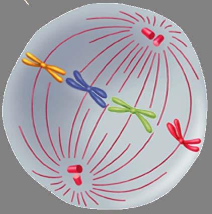 Mitosis Metaphase The second phase of mitosis is metaphase.