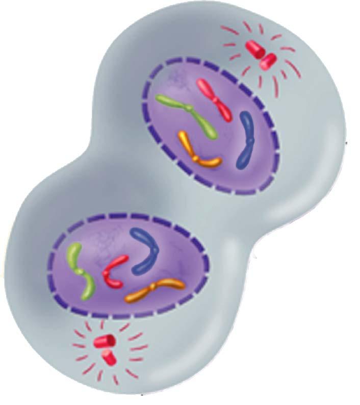 Mitosis A new nuclear envelope forms