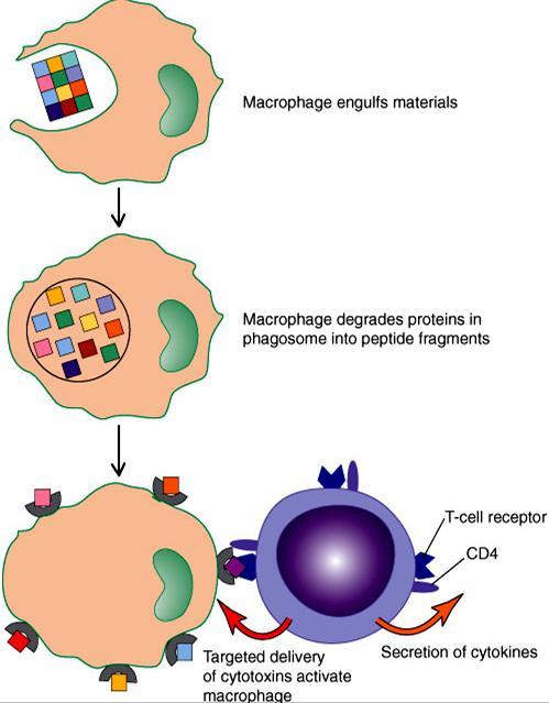 T Cells and Cellular Immunity T cells have TCR on surface. TCR does not recognize free antigen.