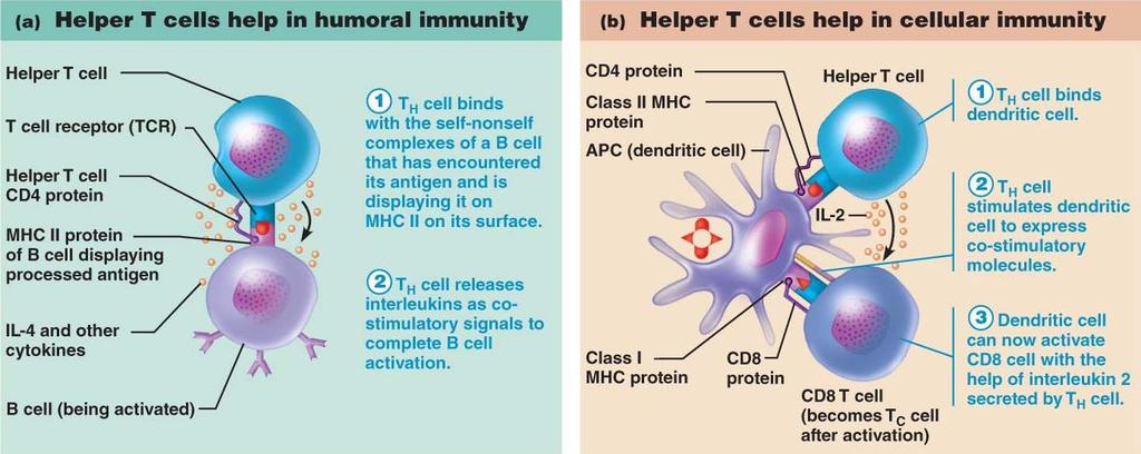 3. Clonal selection and differentiation of T cells a. Co-stimulation: 2 step process 1) T cell binds to Ag-MHC complex: on APC 2) Co-stimulatory molecule: must also bind to this on the APC b.