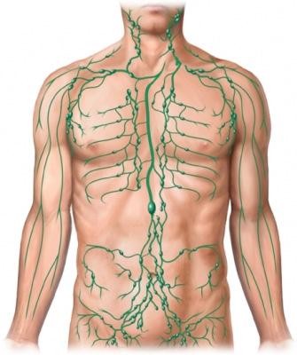 Circulation in the body Veins: Bring
