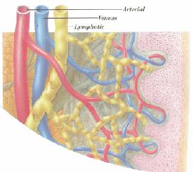 Arteries: transport oxygen and nutrient rich
