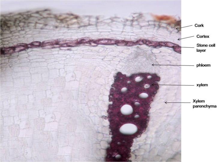 fibres and fragment of spiral and pitted vessels [Figure 3]. 3.4 Quantitative microscopy The width and length of fibres of powdered roots were as indicated in Table 1.