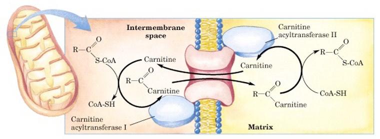 -The acylcarnitine is then transported across the membrane by a carnitine/acylcarnitine translocase.