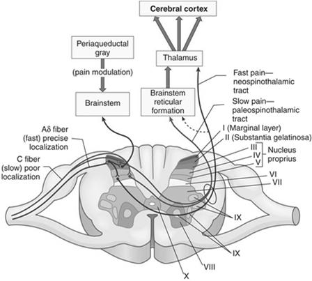 Order Cells in the Spinal Dorsal Horn A A C Polymodal A C Polymodal Wide Dynamic Range (WDR) Dorsal Horn Lamina