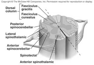 Neospinothalamic tract (lateral spinothalamic tract)