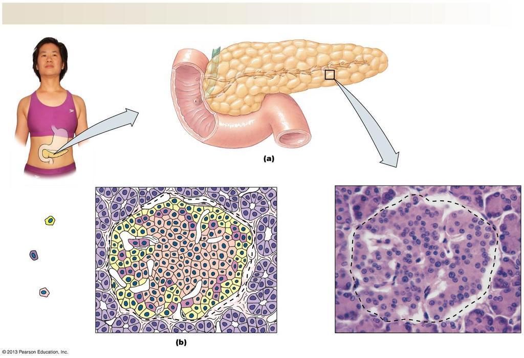 PANKREAS Izvodni kanal žučne kese Izvodni kanal pankreasa Pankreas Tanko crevo (duodenum) Alfa ćelije sekretuju glukagon.