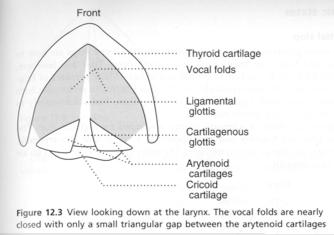 12 Phonation 1) Larynx a) Vocal folds: two horizontal shelves of muscle and ligament just below the adam s apple; can assume a variety of position to affect the pulmonic air stream.