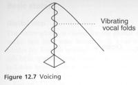 Voicing depends on the Bernoulli effect : A speaker holds the vocal folds closely, but not closed, at a suitable tension.