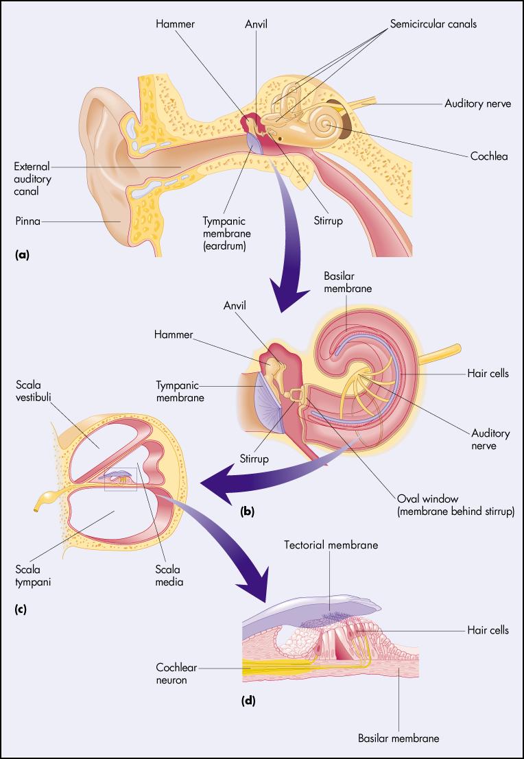 Ear: Outer: Pinna: part you can see, directs sound waves into ear Auditory Canal Boundary between Outer and Middle Ear Tympanic membrane/ear drum: pulled tight to vibrate when a pressure wave