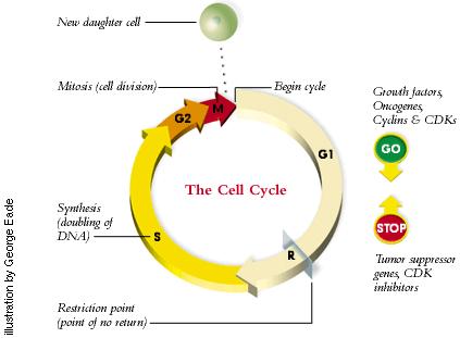 NEW DAUGHTER CELL MITOSIS (CELL DIVISION) BEGIN CYCLE GROWTH FACTORS, ONCOGENES, CYCLINS &CDKS