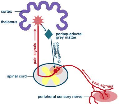 Enkephalins cause pre-synaptic & post-synaptic inhibition to C & Aδ pain fibers where they synapse in dorsal horn.