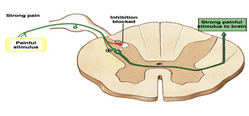 Hypothalamus & pituitary gland & met - Enkephalins, Leu - Enkephalines & Dynorphin (in much lower quantities) in brainstem & SC (analgesia