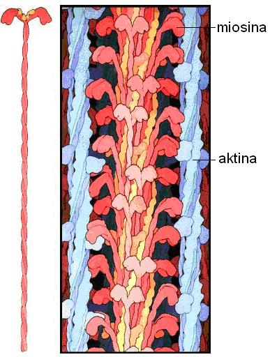 17-7 irudia. Miosina II-a eta miosina-pirua (iturria: Wikipedia).