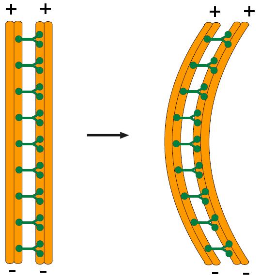 Mikrotubuluen antolaketa beti da berdina axoneman: mikrotubuluak paraleloan kokatzen dira zilioaren luzeran zehar; bederatzi mikrotubulu-bikote axonemaren periferian eta erdiko bikote bat (9 + 2).