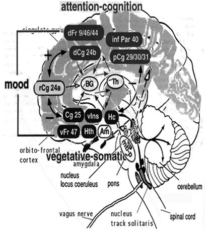 Mayberg, HS, 1999 7 Drevets, WC 2001 8 Depression Cerebral blood flow & Metabolism Hippocampal volume Serotonin Dopamine Neurogenesis & Neuroplasticity Neuroplasticity The ability