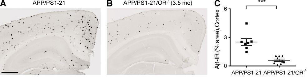 gene deletion decreases Aβ plaque burden in PS1/APP mice.