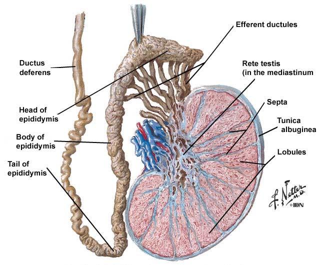 GENITAL DUCTS EXTERNAL TO THE TESTIS I. Epididymis A. A comma-shaped organ lying posterior to the testis that is divided into head, body and tail subdivisions. B. Head region composition: 1.