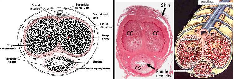 b. Expands to terminate in glans penis that caps the two corpora cavernosae B. Microscopic anatomy 1. Outer covering of skin (epidermis and dermis) 2. Tunica albuginea a.