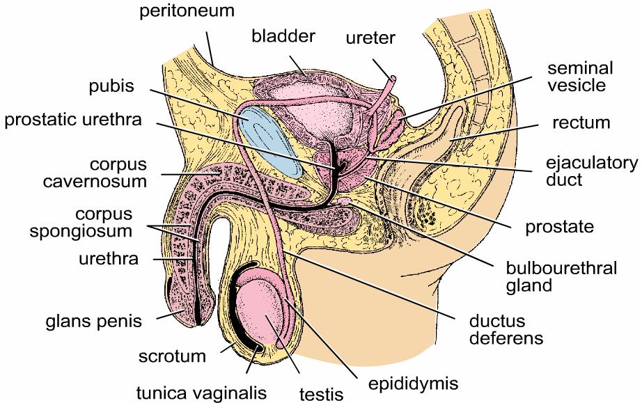 THE TESTIS I. General organization A. Paired, ovoid organ - serves both exocrine (sperm production) and endocrine (testosterone production) functions B.