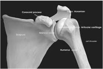 Capsuloligamentous Negative intra-articular pressure Dynamic Stabilizers Rotator cuff Periscapular musculature Osseous
