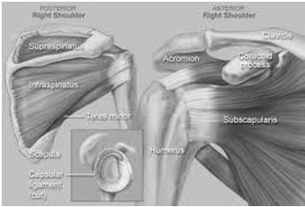 predictable patterns of glenohumeral instability Rotator Cuff Periscapular Musculature Four muscles Originate from body of