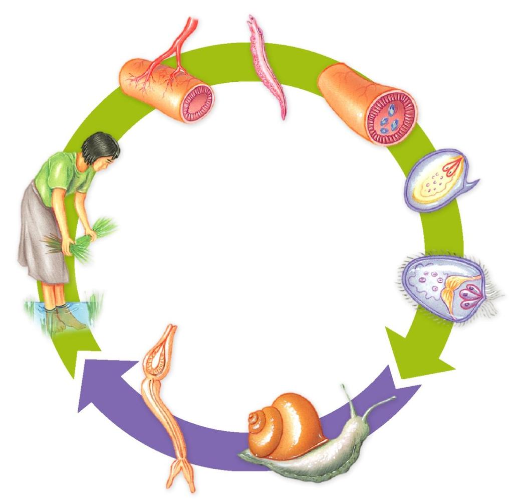 Life Cycle of