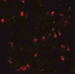 mrna (red) in the LS of wild-type mice. Drd3 is expressed primarily in GABAergic neurons of the LS.