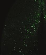 Activity of Drd3LS Neurons Is Blunted in Mice in Response to Social Stimulus Since Drd3 signaling has