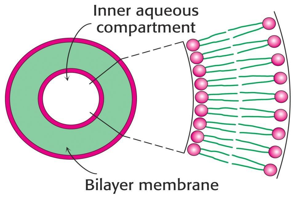 biological membrane structure