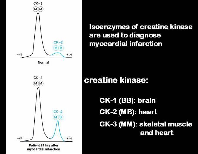 Lactate dehydrogenase (LDH), five different LDHs in different organs. Creatine kinase (CK), three forms in brain, muscle and heart. Both LDH and CK are used for the diagnosis of myocardial infarction.