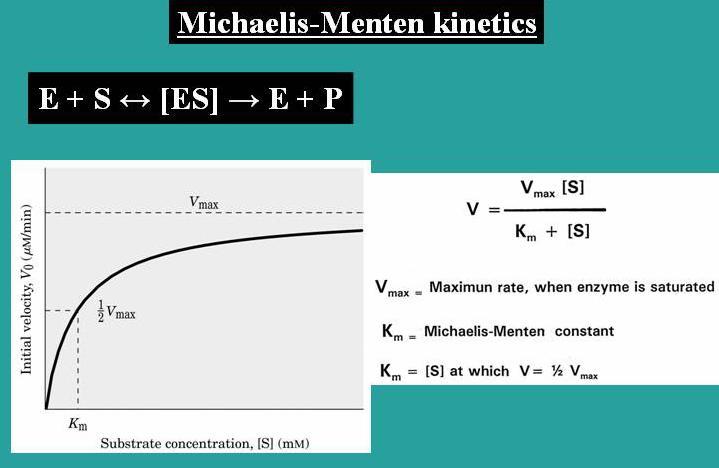 V max is the velocity of the reaction extrapolated to infinite concentration of S. What is K m?