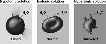 l Kidneys perform many functions including (1), Homeostasis (2), Excretion (3), Regulation of salts in the body (4), Regulation of ph (5), Production of a hormone (EPO) and my paper will focus on