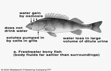 fish (Marine bony fish) l Saltwater fish probably evolved from freshwater fish.