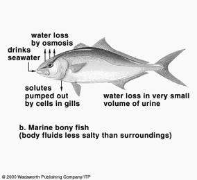 Gills actively secrete NaCl that is being absorbed from the water 2.