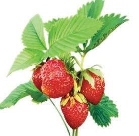 Strawberry Bush Producer Not a