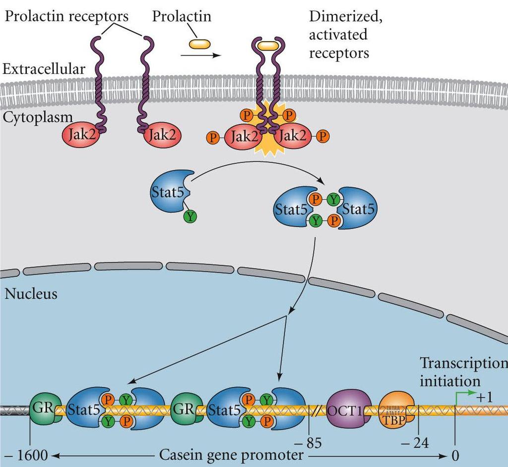 JAK STAT Pathway JAK Janus kinase non receptor tyrosine kinase STAT Signal Transducers