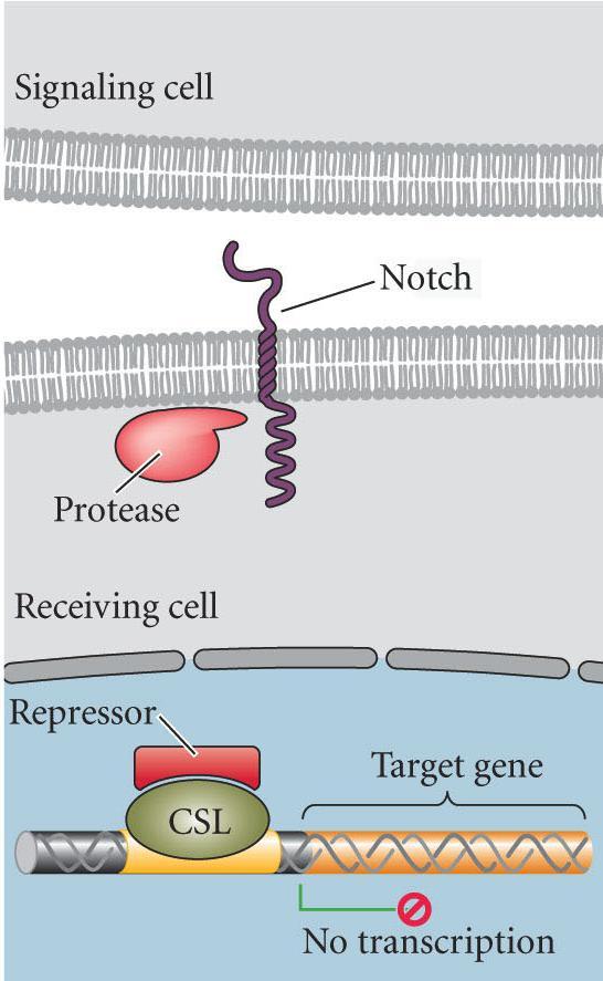 Delta protein bind Notch protease cleaves both outer and inner Notch portions outer portion remains with ligand endocytosed into