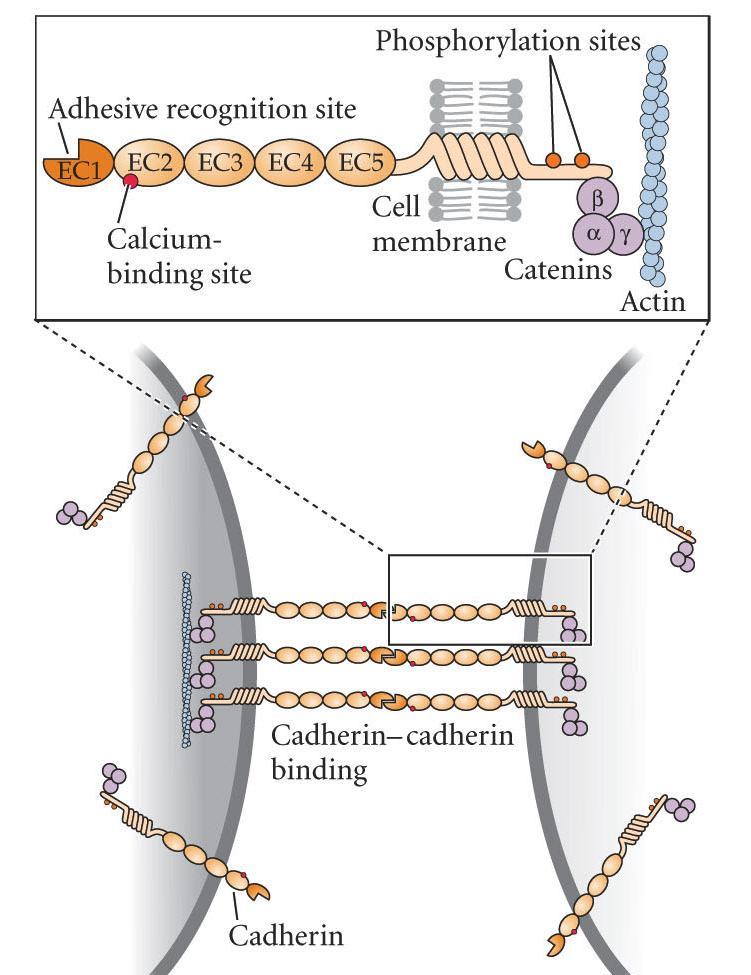 ECM Mediated Cell Adhesion Different cells have different cadherins. Different cadherins have different affinities for each other.