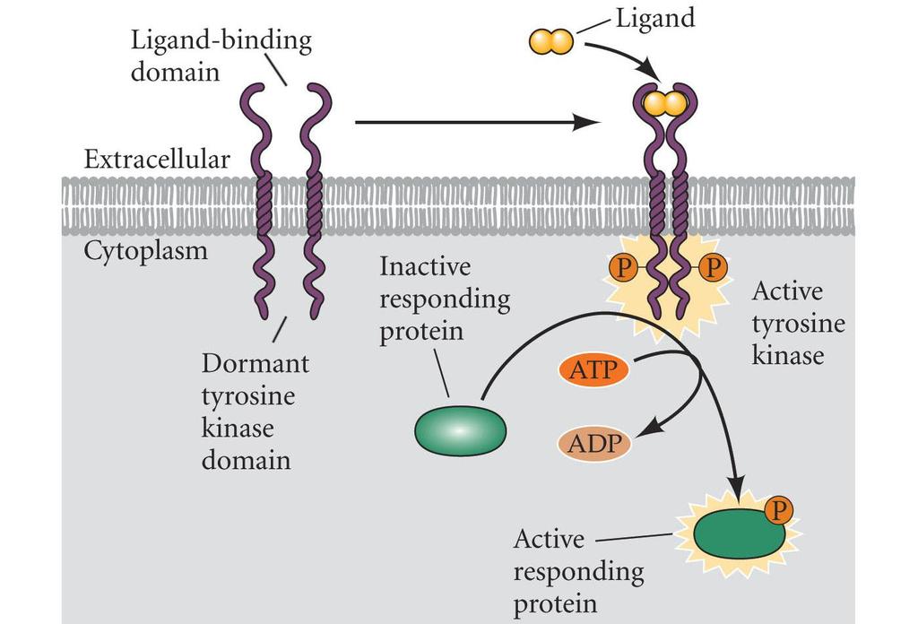 Signal Transduction Model e.g. Receptor Tyrosine