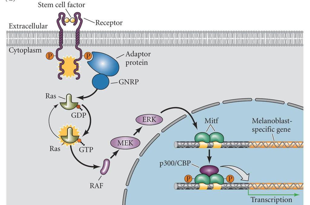 RTK Pathway MITF MITF microphthalmia transcription factor Stem cell