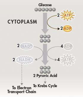ATP Production 2 ATP are used in glycolysis.