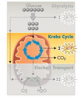 The Krebs Cycle pyruvic acid (made in glycolysis) is broken down into carbon
