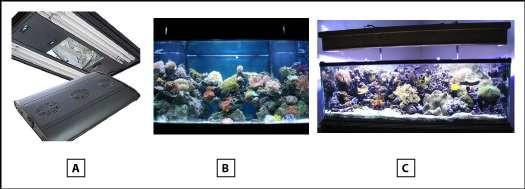 Rajah E: Cahaya dan lampu untuk akuarium: Lampu tiub floresen (A) dan akuarium-akuarium yang diberi cahaya (B dan C).