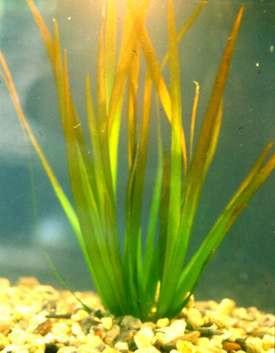 Fungsi kedua tumbuhan akuatik ialah ia boleh membekalkan oksigen kepada air akuarium, namun ini bukan fungsi penting