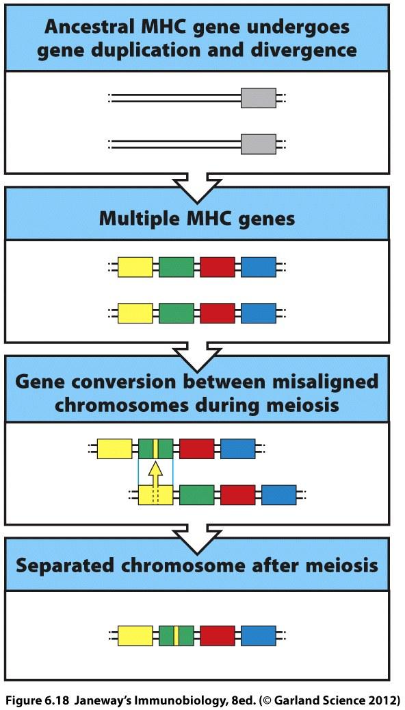How did the polymorphism in MHC genes arise?