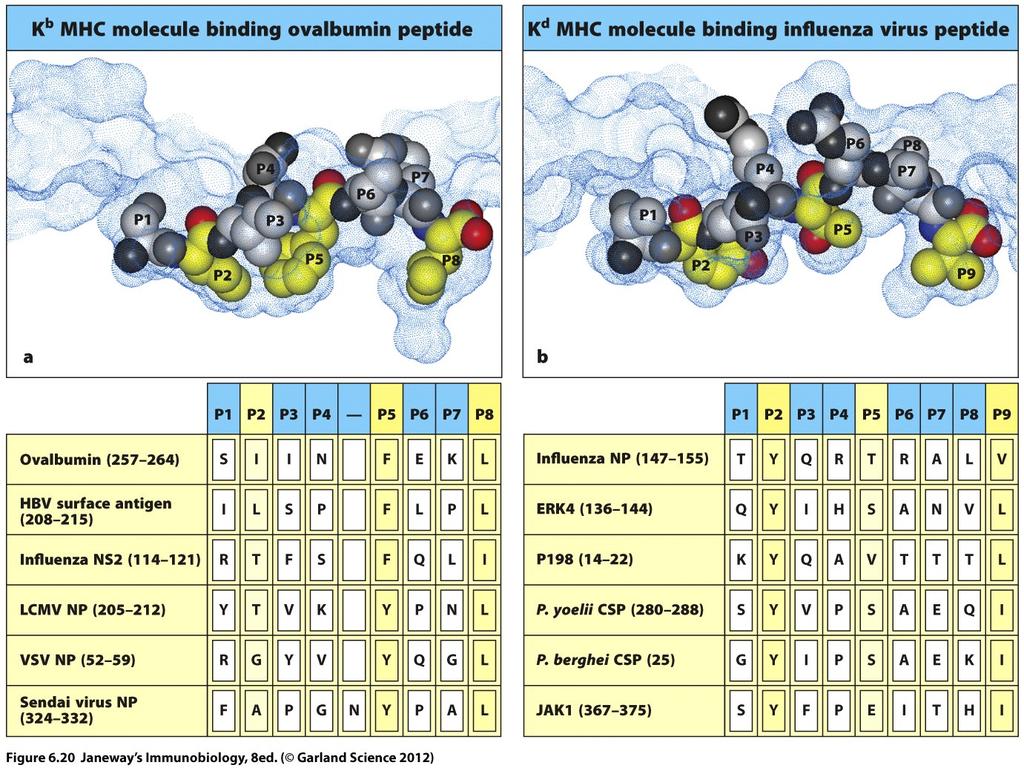 Different MHC proteins have different anchor